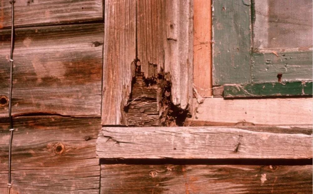Real wood window expansion